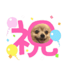 【ジョー＆はる】家族で使える日常スタンプ（個別スタンプ：30）
