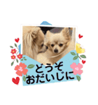 【ジョー＆はる】家族で使える日常スタンプ（個別スタンプ：31）