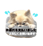 【ジョー＆はる】家族で使える日常スタンプ（個別スタンプ：32）