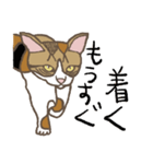 美ら猫にゃかよし姉妹みぃ＆きぃ（個別スタンプ：10）