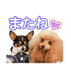 マティラとノアールの日常スタンプです（個別スタンプ：13）