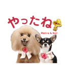 マティラとノアールの日常スタンプです（個別スタンプ：31）