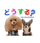 マティラとノアールの日常スタンプです（個別スタンプ：38）