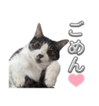 さにおパセタイジジ（個別スタンプ：4）