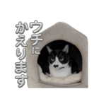さにおパセタイジジ（個別スタンプ：6）
