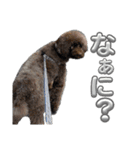 さにおパセタイジジ（個別スタンプ：7）
