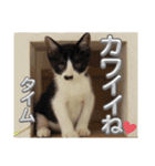 さにおパセタイジジ（個別スタンプ：9）