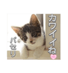 さにおパセタイジジ（個別スタンプ：10）
