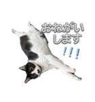 さにおパセタイジジ（個別スタンプ：14）