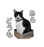 さにおパセタイジジ（個別スタンプ：17）
