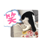 さにおパセタイジジ（個別スタンプ：20）