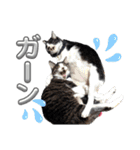 さにおパセタイジジ（個別スタンプ：22）
