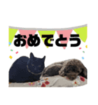 さにおパセタイジジ（個別スタンプ：27）