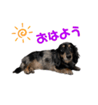 ダックス♪めいちゃん（個別スタンプ：1）