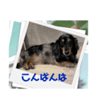 ダックス♪めいちゃん（個別スタンプ：3）