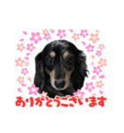 ダックス♪めいちゃん（個別スタンプ：12）