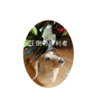 圧倒的勝利者達（個別スタンプ：3）