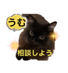 黒猫 ルナ院長107にゃんめ（個別スタンプ：4）