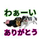 遠距離のお友達（シーズー＆ダックス）（個別スタンプ：24）