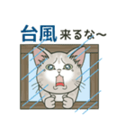 【台風•大雨•雷】仔猫のぽんにゃん（個別スタンプ：1）