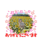すぎまほちゃんスタンプ（個別スタンプ：23）