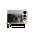 もくちゃんです（個別スタンプ：13）