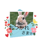 AIうさぎの敬語スタンプ（個別スタンプ：5）