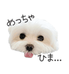ハナちゃんとのおしゃべり（個別スタンプ：14）