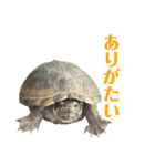かわいいかめのスタンプ②（個別スタンプ：2）