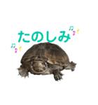 かわいいかめのスタンプ②（個別スタンプ：8）