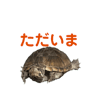 かわいいかめのスタンプ②（個別スタンプ：11）