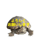 かわいいかめのスタンプ②（個別スタンプ：16）