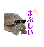 かわいいかめのスタンプ②（個別スタンプ：25）