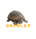 かわいいかめのスタンプ②（個別スタンプ：30）