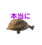 かわいいかめのスタンプ②（個別スタンプ：35）