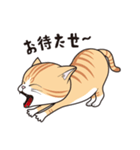 にゃんちょこりん(茶白トラ猫)（個別スタンプ：2）