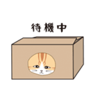 にゃんちょこりん(茶白トラ猫)（個別スタンプ：22）