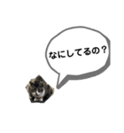 ねこスタんぷ！（個別スタンプ：2）