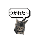 ねこスタんぷ！（個別スタンプ：4）