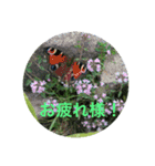 夏バージョン5（個別スタンプ：5）