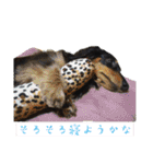 美人犬代表こむぎスタンプ（個別スタンプ：2）