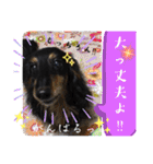 美人犬代表こむぎスタンプ（個別スタンプ：19）