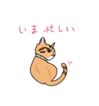 福を呼ぶ！！かぎしっぽねこ大ちゃんの秋（個別スタンプ：31）