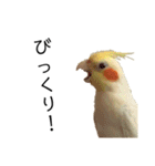 うちのオカメインコ〈実写版〉（個別スタンプ：17）