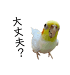 うちのオカメインコ〈実写版〉（個別スタンプ：19）