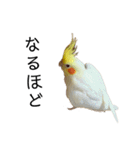 うちのオカメインコ〈実写版〉（個別スタンプ：22）