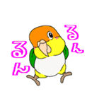 らくがきインコ ミックス1（個別スタンプ：13）