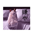 frenchie mugi #07（個別スタンプ：6）