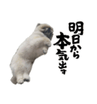 ポメラニアンのぽぽたん②（個別スタンプ：3）