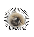 ポメラニアンのぽぽたん②（個別スタンプ：6）